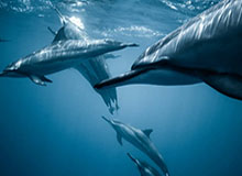 NineGames：开启全新游戏体验的未来之门